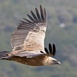 vautour prédateur en vol prédateurs médias rachats IA liberté de la presse menace